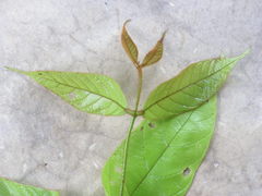 Tachigali densiflora