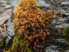 Schistidium papillosum