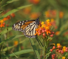 Danaus plexippus