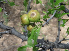 Sarcomphalus pedunculatus