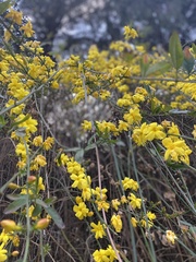 Magnoliopsida