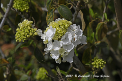 Viburnum plicatum
