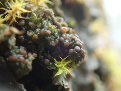 Scytinium polycarpum