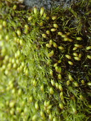 Amphidium lapponicum