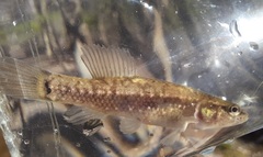 Umbra pygmaea