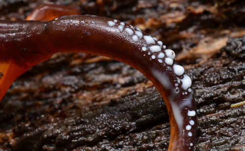 Ensatina, Santa Cruz, CA, USA, photo 9 of 10