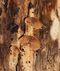 Deconica horizontalis