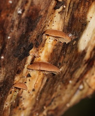 Deconica horizontalis