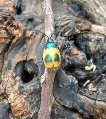 Monocesta ducalis