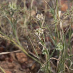 Dactyloctenium radulans