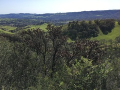 Arctostaphylos auriculata