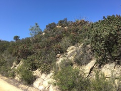 Arctostaphylos auriculata