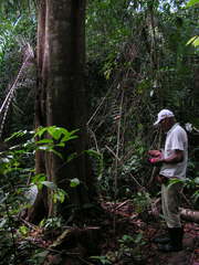 Tachigali densiflora
