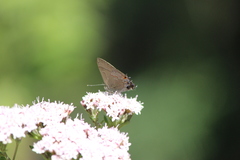 Electrostrymon guzanta