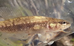 Umbra pygmaea