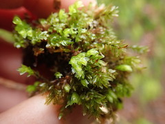 Mnium marginatum