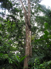 Tachigali densiflora