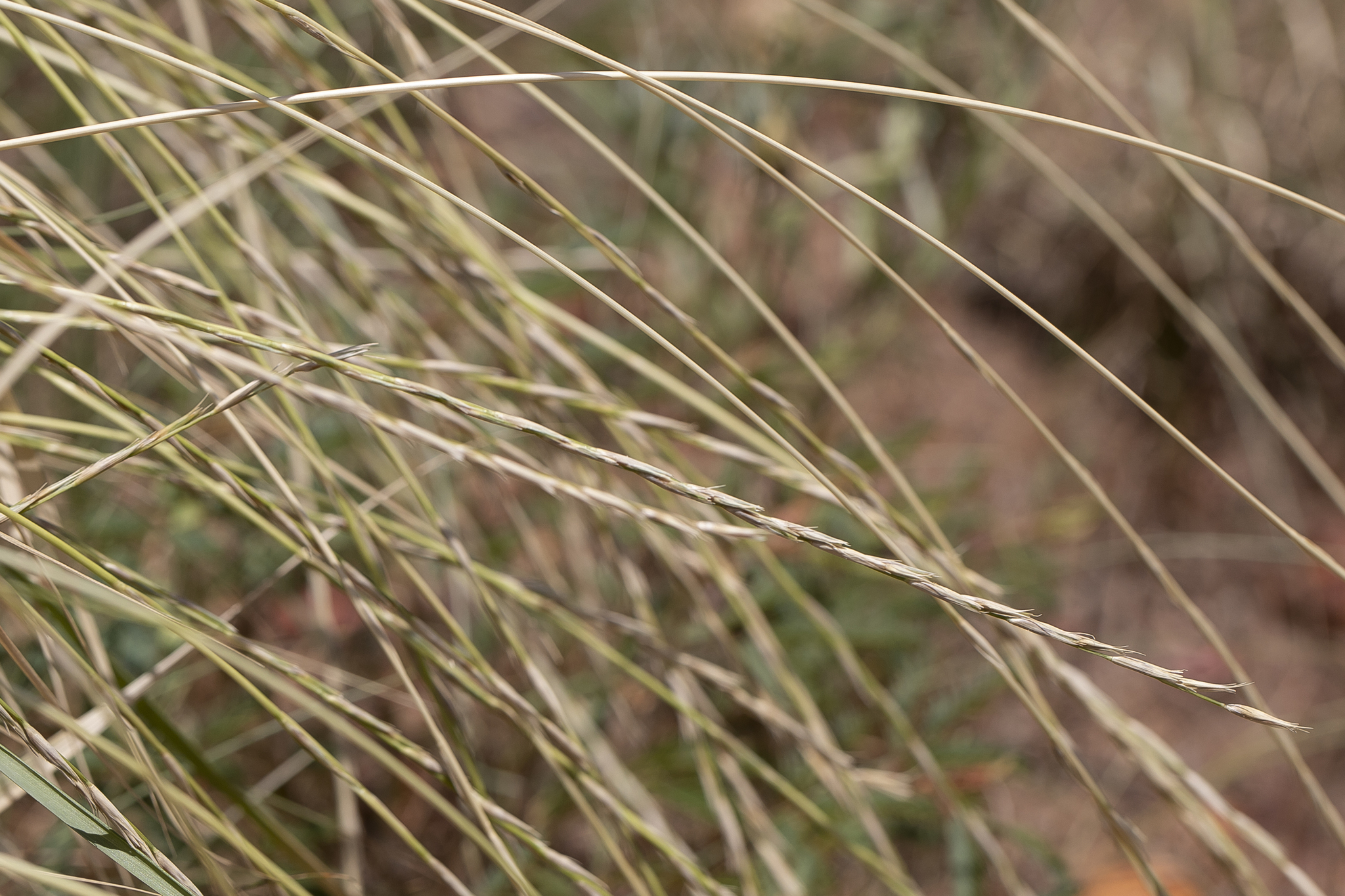 Astrebla elymoides