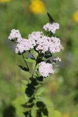 Electrostrymon guzanta