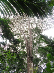 Tachigali densiflora