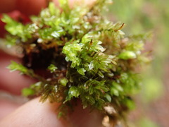 Mnium marginatum
