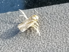 Trichocorixa reticulata