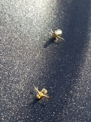 Trichocorixa reticulata