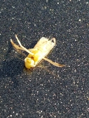 Trichocorixa reticulata