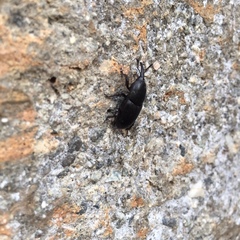 Scyphophorus