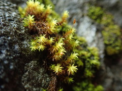 Racomitrium ryszardii
