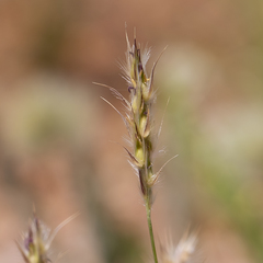 Paraneurachne muelleri