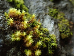 Racomitrium ryszardii