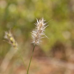 Paraneurachne muelleri