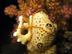 Ophiotrichidae