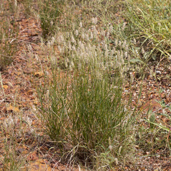 Paraneurachne muelleri