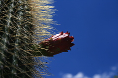 Cephalocereus polylophus