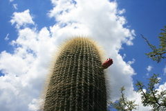 Cephalocereus polylophus