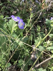Phacelia patuliflora