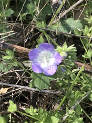 Phacelia patuliflora