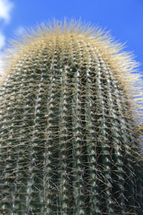 Cephalocereus polylophus