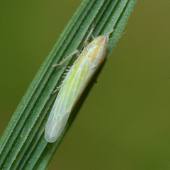 Dikraneura angustata