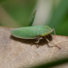 Draeculacephala balli