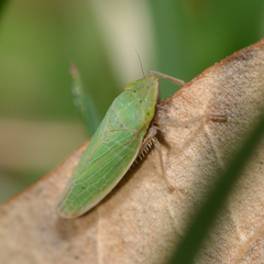 Draeculacephala balli