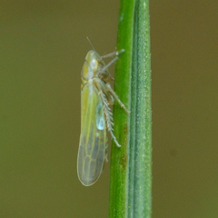 Dikraneura angustata