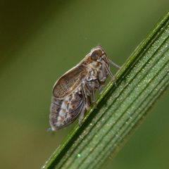Muellerianella laminalis