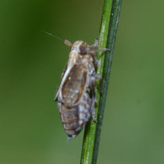 Muellerianella laminalis