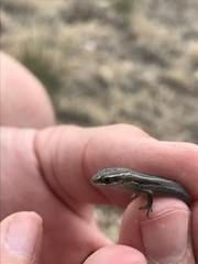 Plestiodon multivirgatus