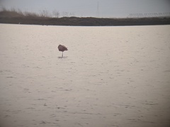 Phoenicopteriformes