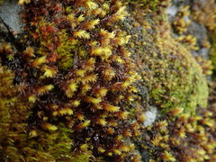 Racomitrium ryszardii