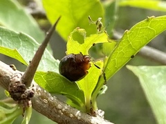 Plagiodera thymaloides